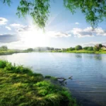 Nature Real YTR